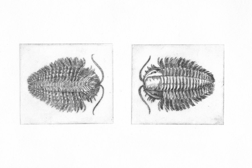 Trilobite#2 - pointe sèche sur renalon, A5, 2015