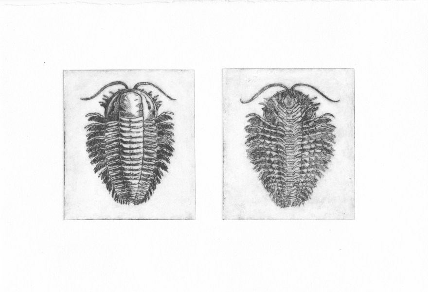Trilobite - Pointe sèche sur renalon, A5, 2015