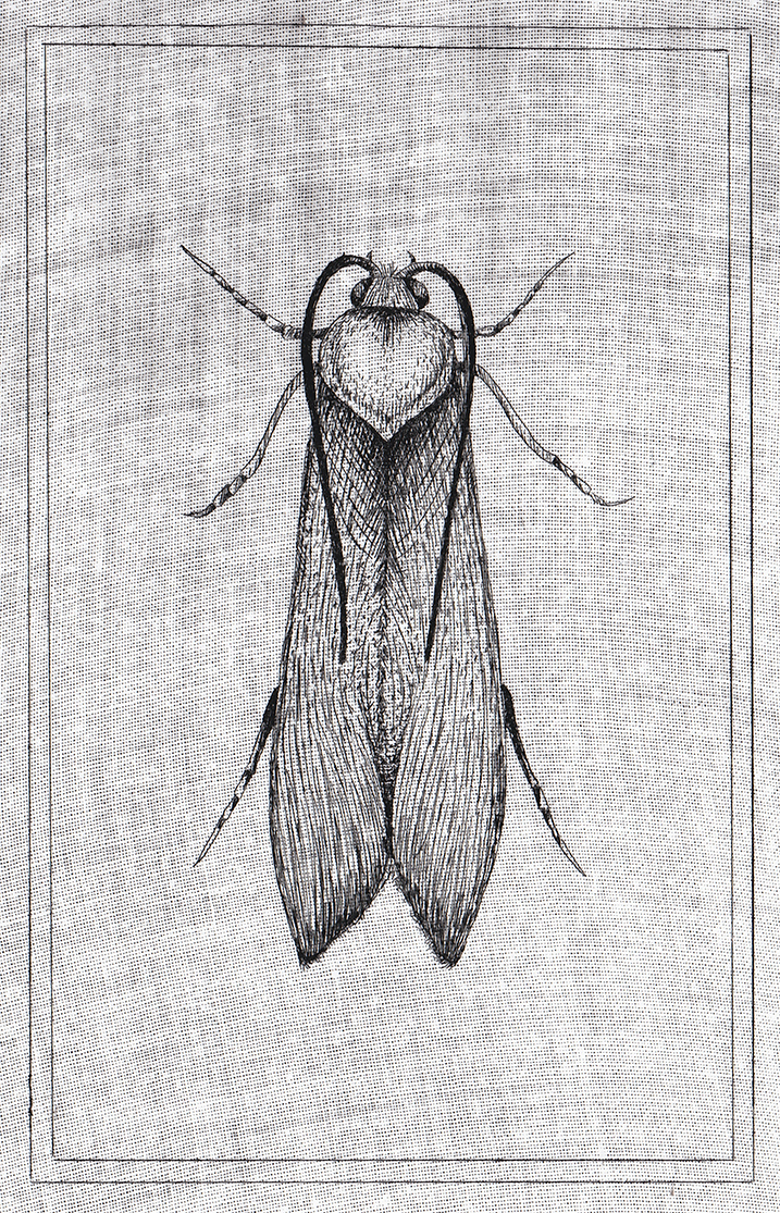 Wunderkammer Clichéverre Virginie POULIQUEN — free download