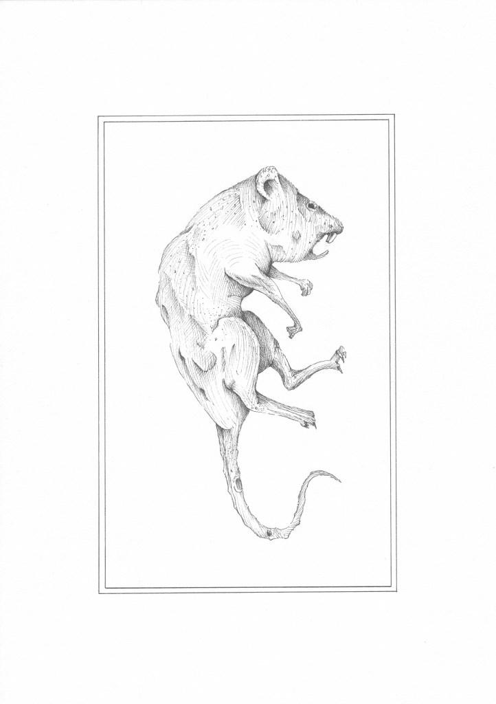 Momie de rat - encre sur papier, A4, 2015