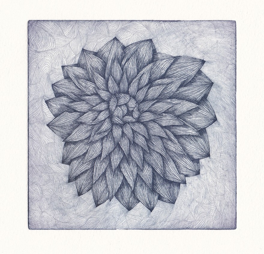 Pivoine, eau-forte, tirage bleu, 13x13cm, déc. 2015