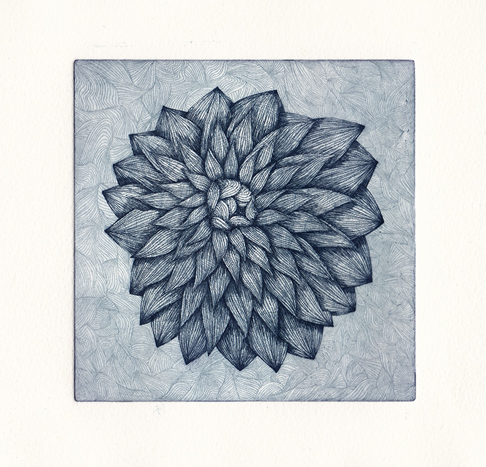 Pivoine, eau-forte, tirage bleu-2, 13x13cm, déc. 2015