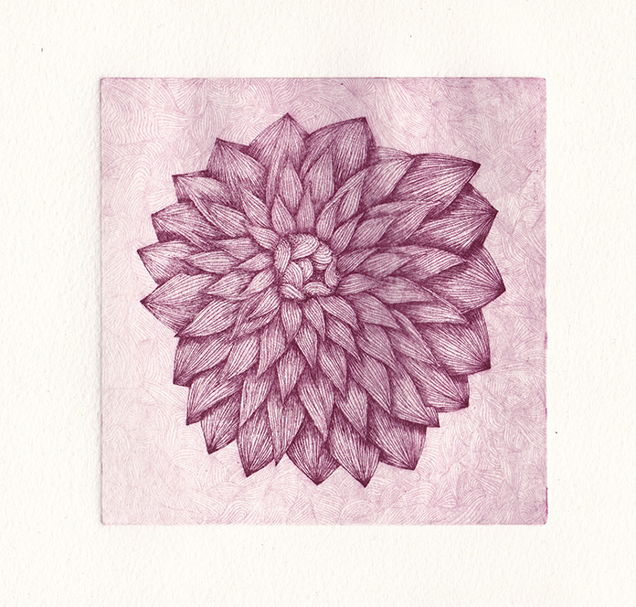 Pivoine, eau-forte, tirage rose, 13x13cm, déc. 2015